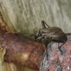 jumping plant bug thumbnail 1