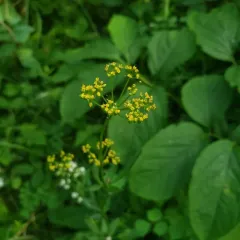 heart-leaf golden Alexanders thumbnail 3