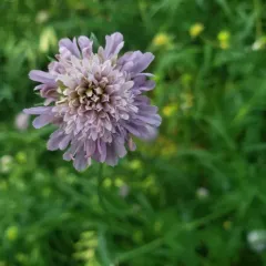 Field Scabious thumbnail 3
