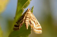 Parapoynx curviferalis thumbnail 2