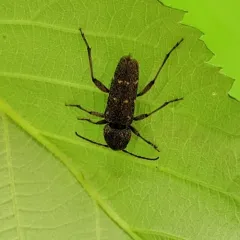 Xylotrechus mormonus thumbnail 4
