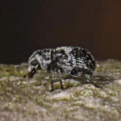 Ormiscus saltator thumbnail 3