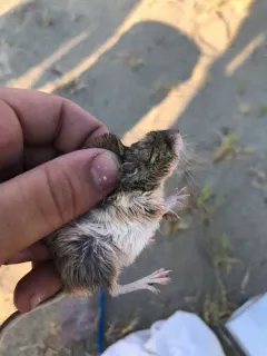 Great Basin Pocket Mouse thumbnail 4