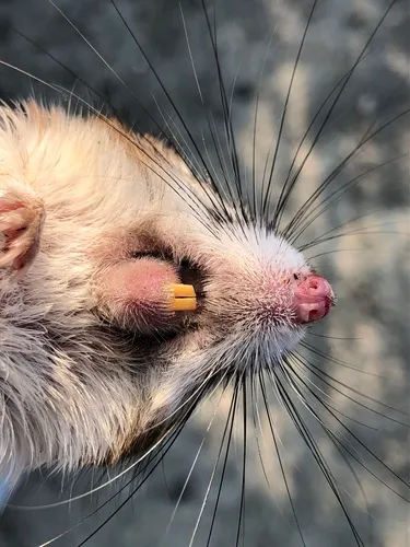 Chisel-toothed Kangaroo Rat