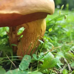 Lurid Bolete thumbnail 3