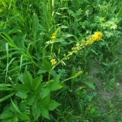 roadside agrimony thumbnail 4