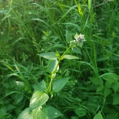 prairie woundwort thumbnail 2