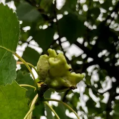 Poplar Vagabond Aphid thumbnail 2