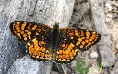 California Crescent thumbnail 1