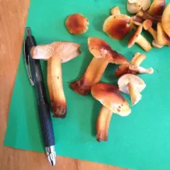 Velvet Foot thumbnail 1