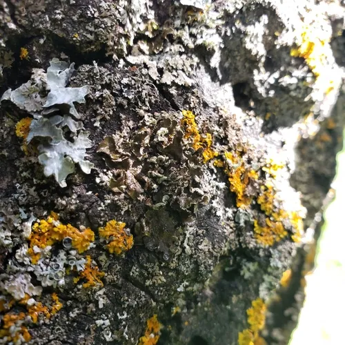 Powder-rimmed Camouflage Lichen