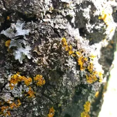 Powder-rimmed Camouflage Lichen thumbnail 1