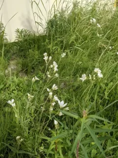 Great Chickweed thumbnail 1