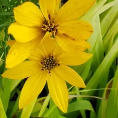 Whorled Coreopsis thumbnail 4