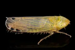 Cosmotettix paludosus thumbnail 2