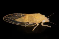 Spanioneura fonscolombii thumbnail 2