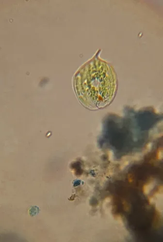 Phacus circulatus