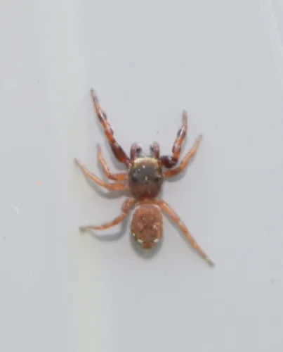 Ghelna canadensis