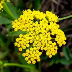heart-leaf golden Alexanders thumbnail 4