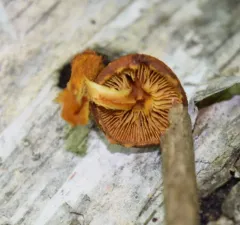 powder-scale pholiota thumbnail 2