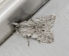 Dolocucullia poolei thumbnail 3