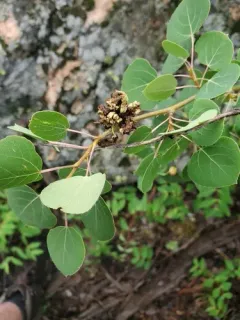 Aspen leafgall mite thumbnail 3