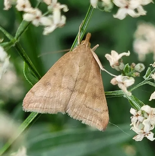 Pyrausta fodinalis