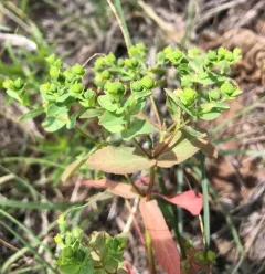 Reticulate-seeded Spurge thumbnail 4