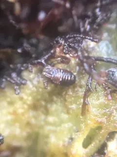 Dynamenella sheareri thumbnail 1