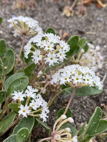 Wyoming Sand Verbena