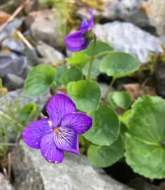 alaska violet thumbnail 1