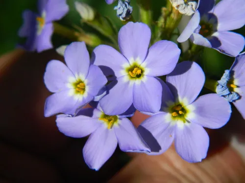 Clearwater Phlox
