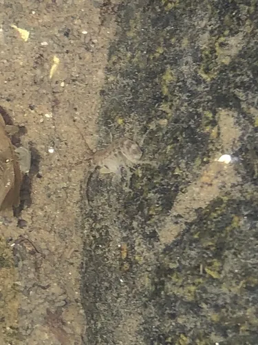 Grandidierella japonica