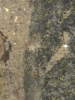 Grandidierella japonica thumbnail 1