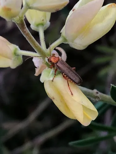 Cultellunguis larvalis