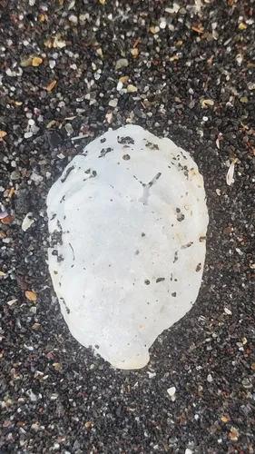 Western White Slipper-shell
