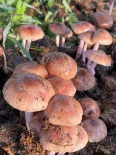 Bolbitius coprophilus thumbnail 2