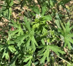 Carolina crane's-bill thumbnail 2