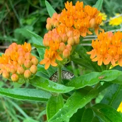 Bog Lygropia Moth thumbnail 3