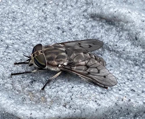 Reinwardt's Horse Fly