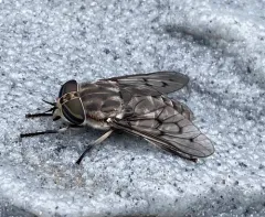 Reinwardt's Horse Fly thumbnail 1