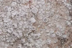 Myriolecis carlottiana thumbnail 2