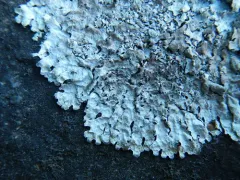 Appalachian Shield Lichen thumbnail 3