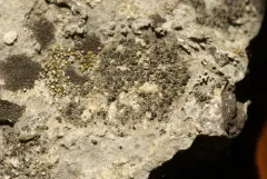 Bischoff's Rinodina Lichen thumbnail 3