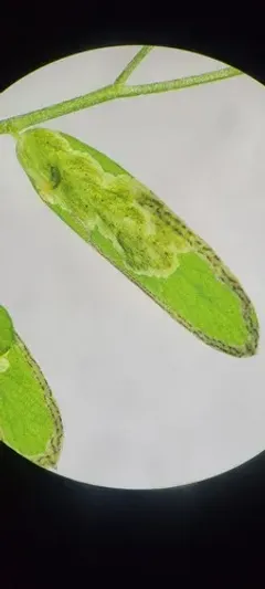 Phytoliriomyza viciae thumbnail 2