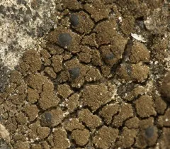 Lilliput Ink Lichen thumbnail 3