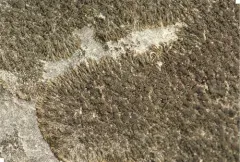 Placynthium stenophyllum thumbnail 4