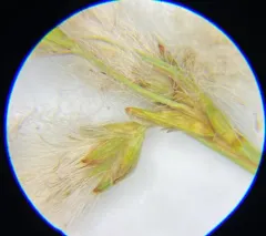rough cottongrass thumbnail 3