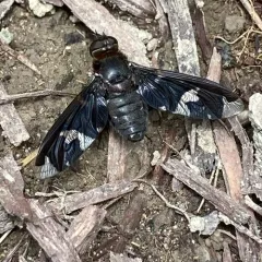 Adorned Bee Fly thumbnail 4