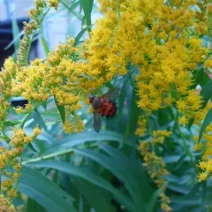 Hystricia abrupta thumbnail 3